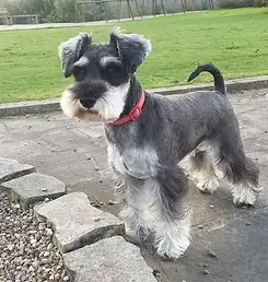 Mini Schnauzer